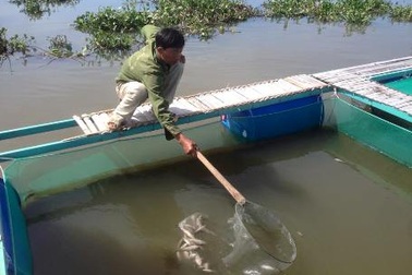 Nông dân điêu đứng vì cá chết hàng loạt