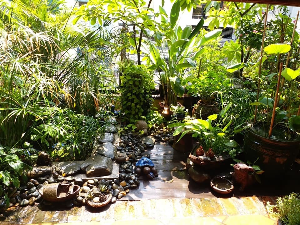 Vườn cây, ao cá đẹp mê trên sân thượng tầng 4 của ông chủ quán phở Sài Gòn - 12 Vườn cây, ao cá đẹp mê trên sân thượng tầng 4 của ông chủ quán phở Sài Gòn - 12