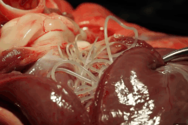 “Rùng mình” với những loài giun sán ký sinh nguy hiểm nhất trên trái đất