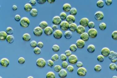 Nhóm nghiên cứu người Việt giải mã điều từng bị nhầm lẫn hơn 1 thế kỷ