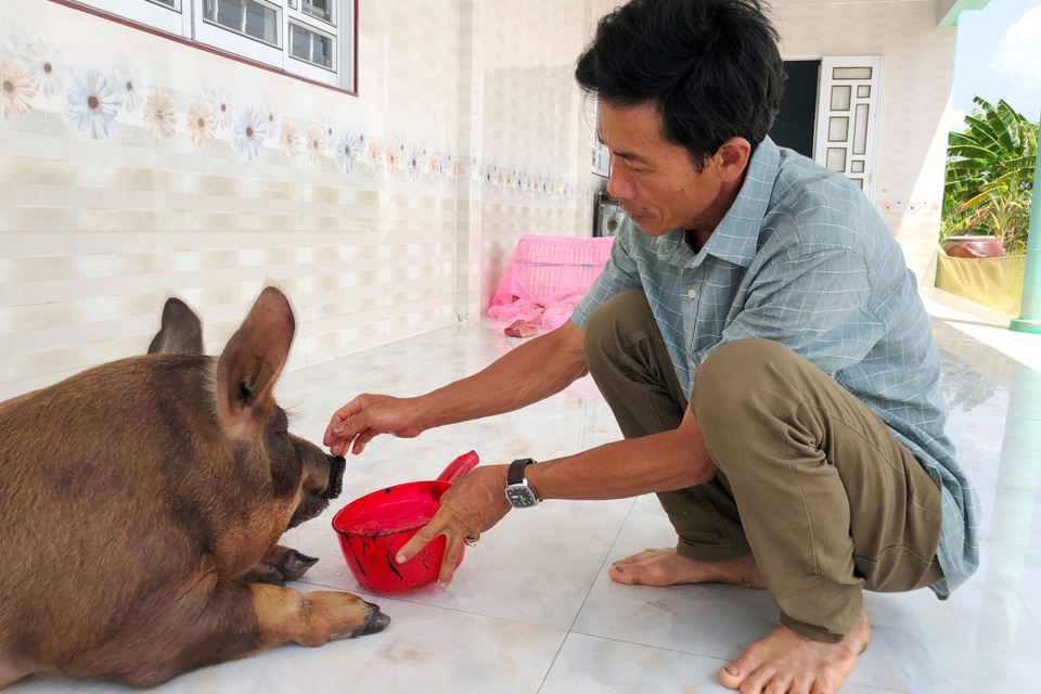 Chú heo 50kg được chủ cho ở trong nhà, chiều như thú cưng - 8 Chú heo 50kg được chủ cho ở trong nhà, chiều như thú cưng - 8