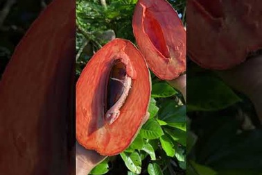 Thưởng thức hồng xiêm ruột đỏ