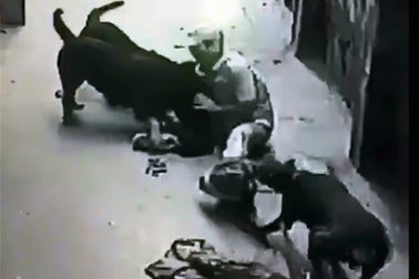 Cách phòng tránh và thoát thân khi bị chó dữ tấn công