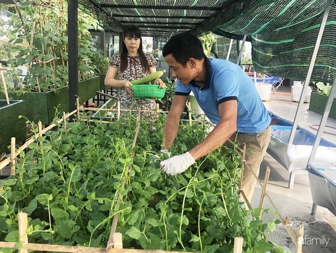 Doanh nhân Sài Gòn trồng cả vườn rau và hoa như trang trại rộng 300m² trên sân thượng cho vợ cùng 4 con được sống gần gũi với thiên nhiên - Ảnh 7. Doanh nhân Sài Gòn trồng cả vườn rau và hoa như trang trại rộng 300m² trên sân thượng cho vợ cùng 4 con được sống gần gũi với thiên nhiên - Ảnh 7.