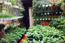 Đã mắt với những vườn rau trong phố "ăn cả năm không hết"