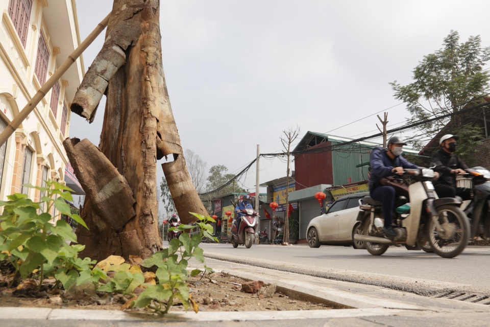 Hà Nội: Hàng trăm cây xanh chết khô trên con đường mới mở - 9 Hà Nội: Hàng trăm cây xanh chết khô trên con đường mới mở - 9