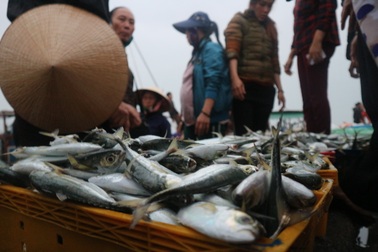 Vươn khơi ngày Rằm tháng Giêng, ngư dân trúng lộc biển