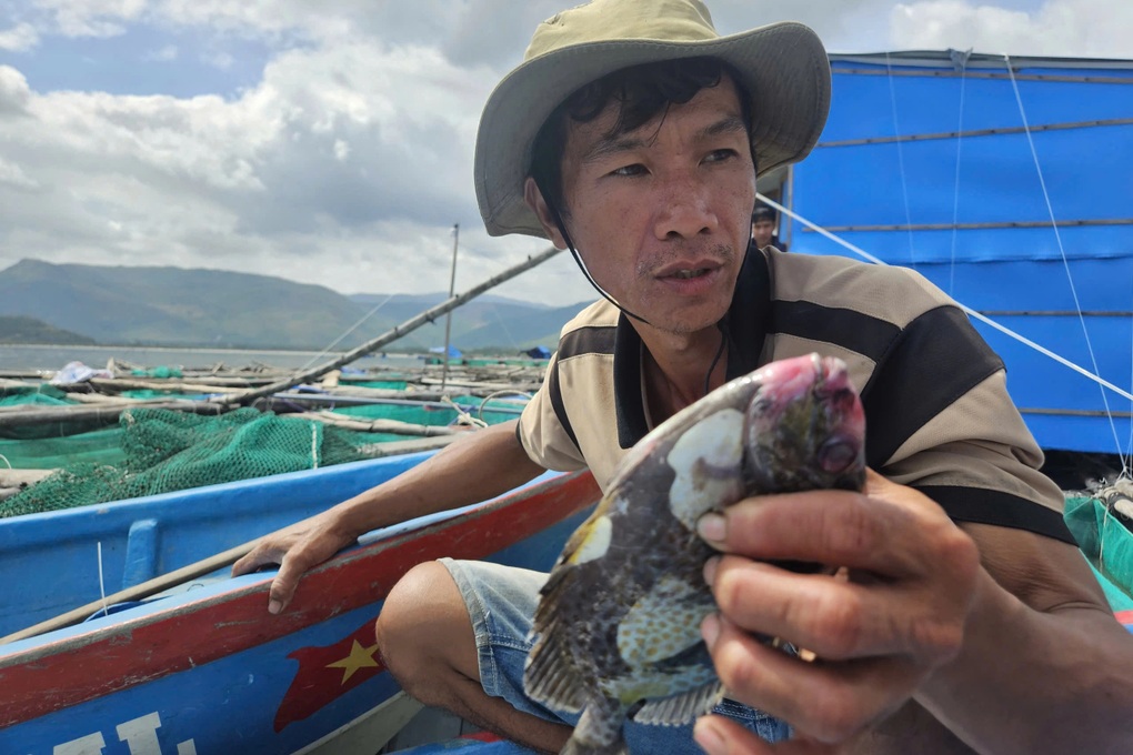 Cá chết nổi trắng lồng bè, nông dân thất thần không cứu nổi sản nghiệp - 3