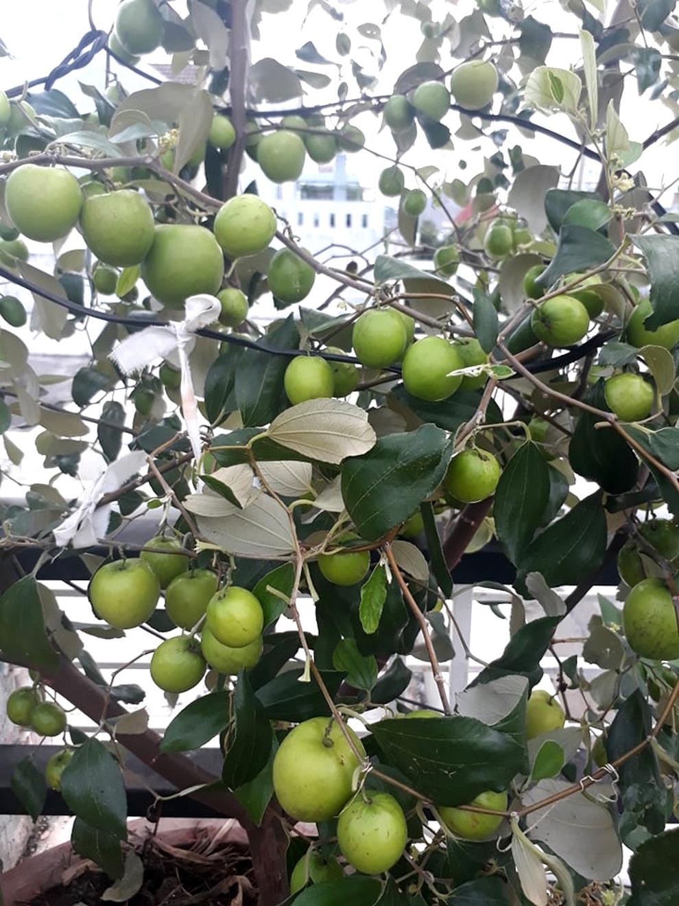 Chăm cháu ăn dặm, bà nội Vũng Tàu làm vườn rau trái sum suê trên nóc nhà - 8