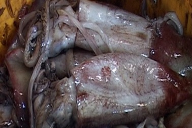 Mực “siêu rẻ” một cách... đáng ngờ