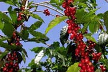 Những rủi ro khi “buôn” cà phê qua mạng