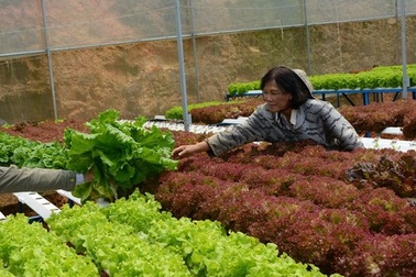 Cận cảnh vườn rau thủy canh bạc tỉ ở Đà Lạt