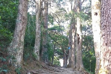 Độc đáo Đường tùng cổ 700 tuổi giữa non thiêng Yên Tử