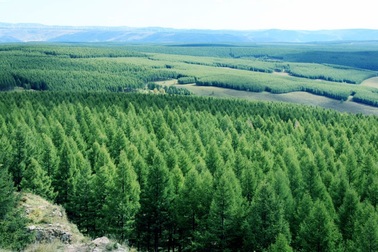 Xem Trung Quốc biến sa mạc khô cằn thành thảm rừng rộng hơn 7000 ha