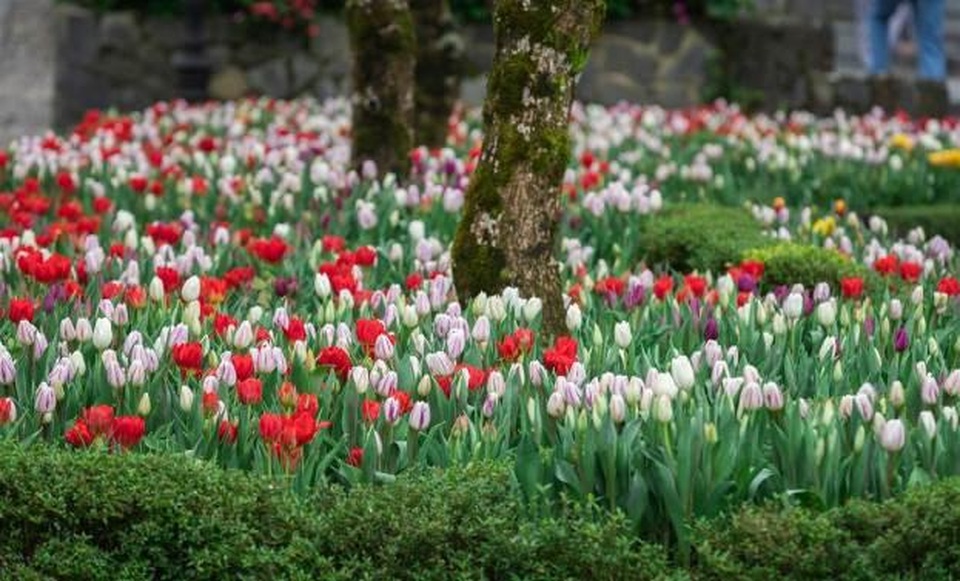 Du xuân cực chất tại thiên đường hoa tulip Sun World Ba Na Hills - 2 Du xuân cực chất tại thiên đường hoa tulip Sun World Ba Na Hills - 2