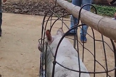 Thương lái giở trò “ảo thuật” ăn không tiền triệu của người nuôi lợn