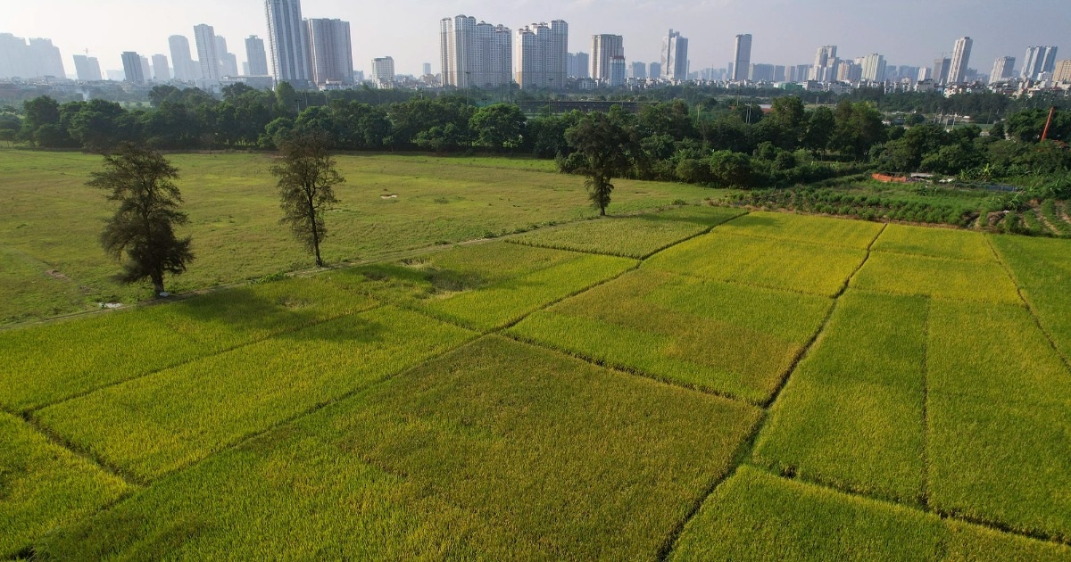 Gallery - Những mùa lúa cuối cùng vùng ngoại thành Hà Nội | Báo Dân trí