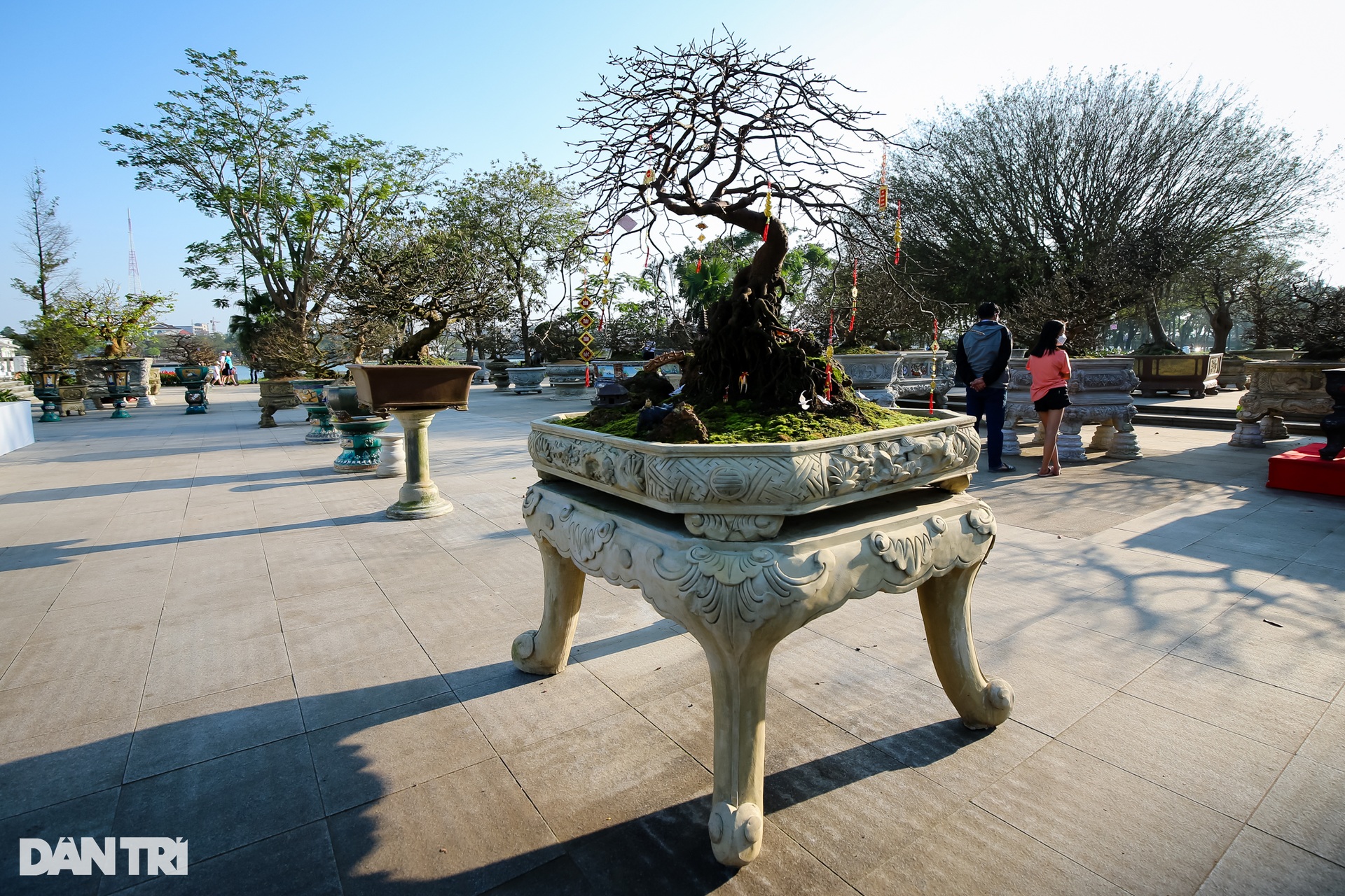 Cận cảnh cây mai được tạo hình ngai vàng độc lạ ở Huế - 1 Cận cảnh cây mai được tạo hình ngai vàng độc lạ ở Huế - 1