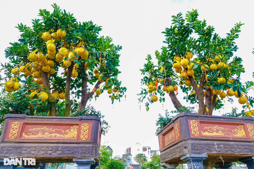 Bưởi diễn, quất khủng xuất hiện trên phố Tây Đô giá cả trăm triệu đồng - 2 Bưởi diễn, quất khủng xuất hiện trên phố Tây Đô giá cả trăm triệu đồng - 2