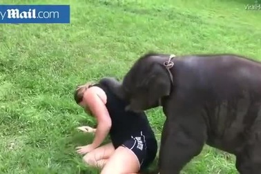 Clip voi con lăn xả ôm ấp nữ du khách gây sốt