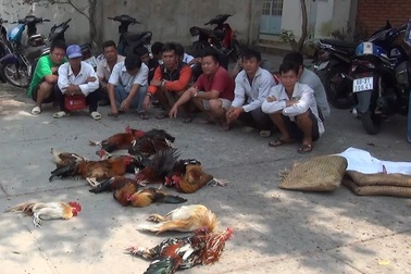 Triệt xóa ổ đá gà ăn tiền, tạm giữ gần 100 triệu đồng