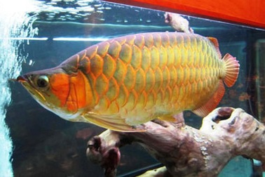 Choáng với "thú" đốt tiền chơi cá cảnh của đại gia Hà thành