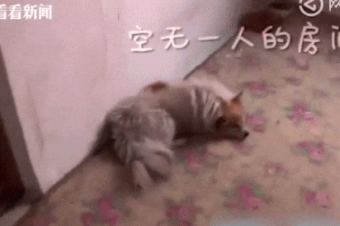 Cảm động chú chó trung thành 3 năm đợi chủ quay về