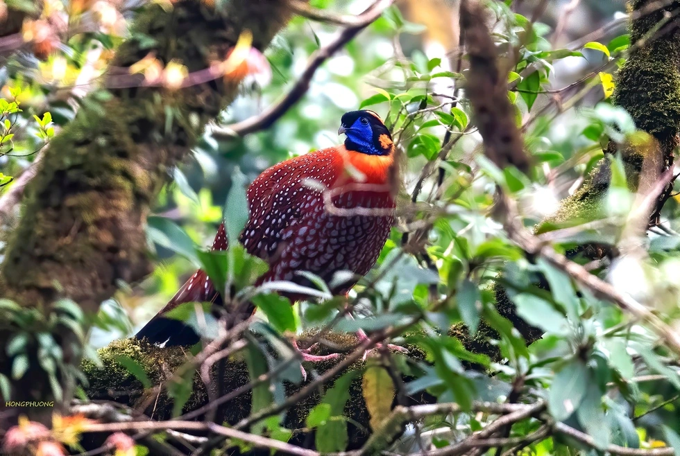 Loài gà lôi có bộ lông đẹp rực rỡ, đối mặt nguy cơ tuyệt chủng tại Việt Nam - 1