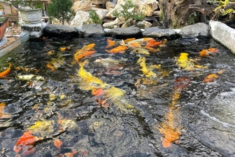 Chủ bất lực nhìn đàn cá Koi bị lũ cuốn trôi, mất trắng hàng trăm triệu đồng