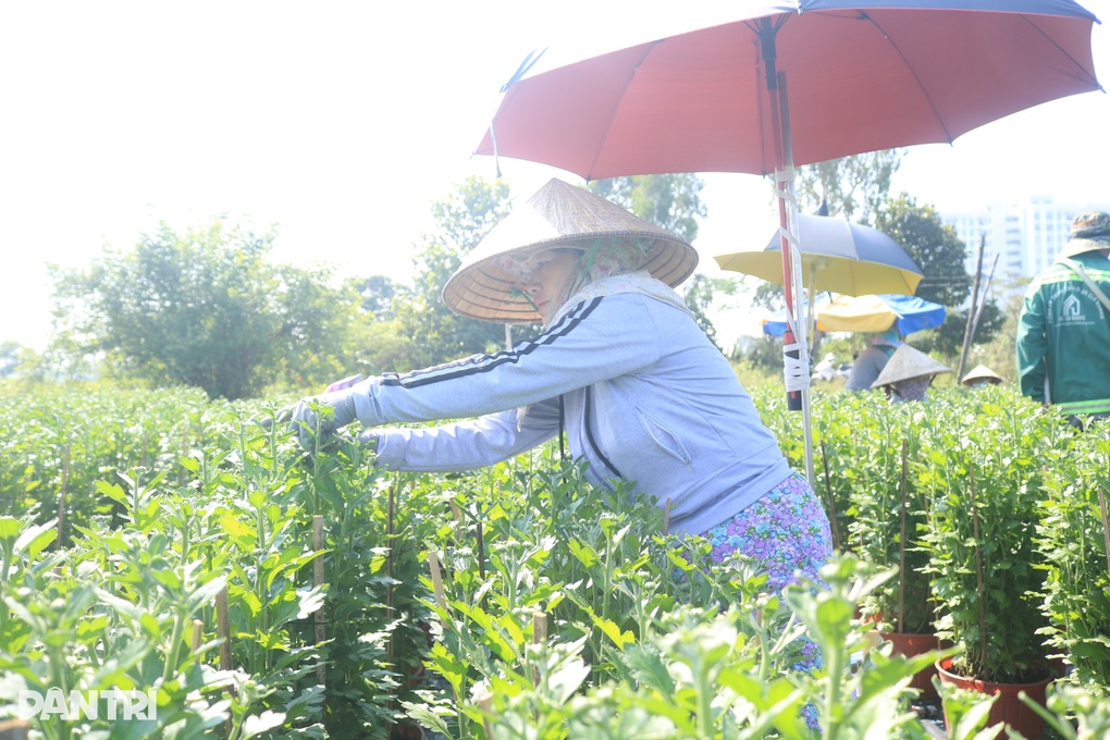 Liên tục mưa trái mùa, chủ vườn lo trắng tay khi trồng hoa Tết - 4