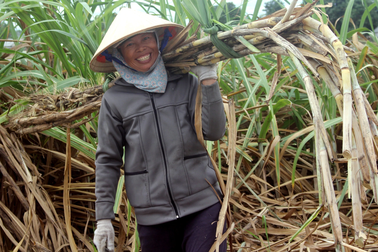 Mía được mùa được giá, nông dân vẫn thấp thỏm lo