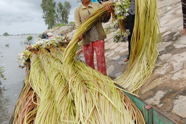 Những nghề “ăn theo” mùa nước nổi