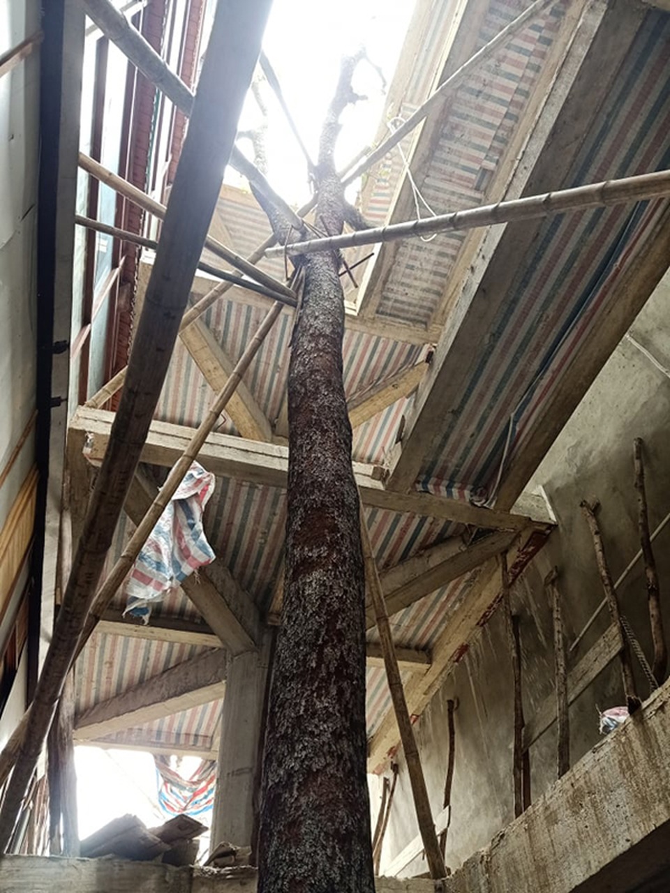Chuỗi ngày không ngủ của ông chủ ngôi nhà gỗ 30 tỷ vừa tậu cặp cây khủng - 13 Chuỗi ngày không ngủ của ông chủ ngôi nhà gỗ 30 tỷ vừa tậu cặp cây khủng - 13