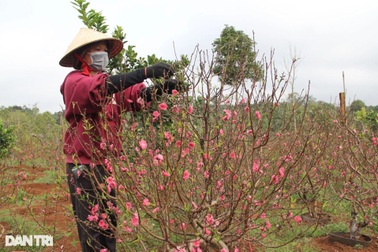 Đào Nhật Tân rực rỡ thủ phủ Tây Nguyên
