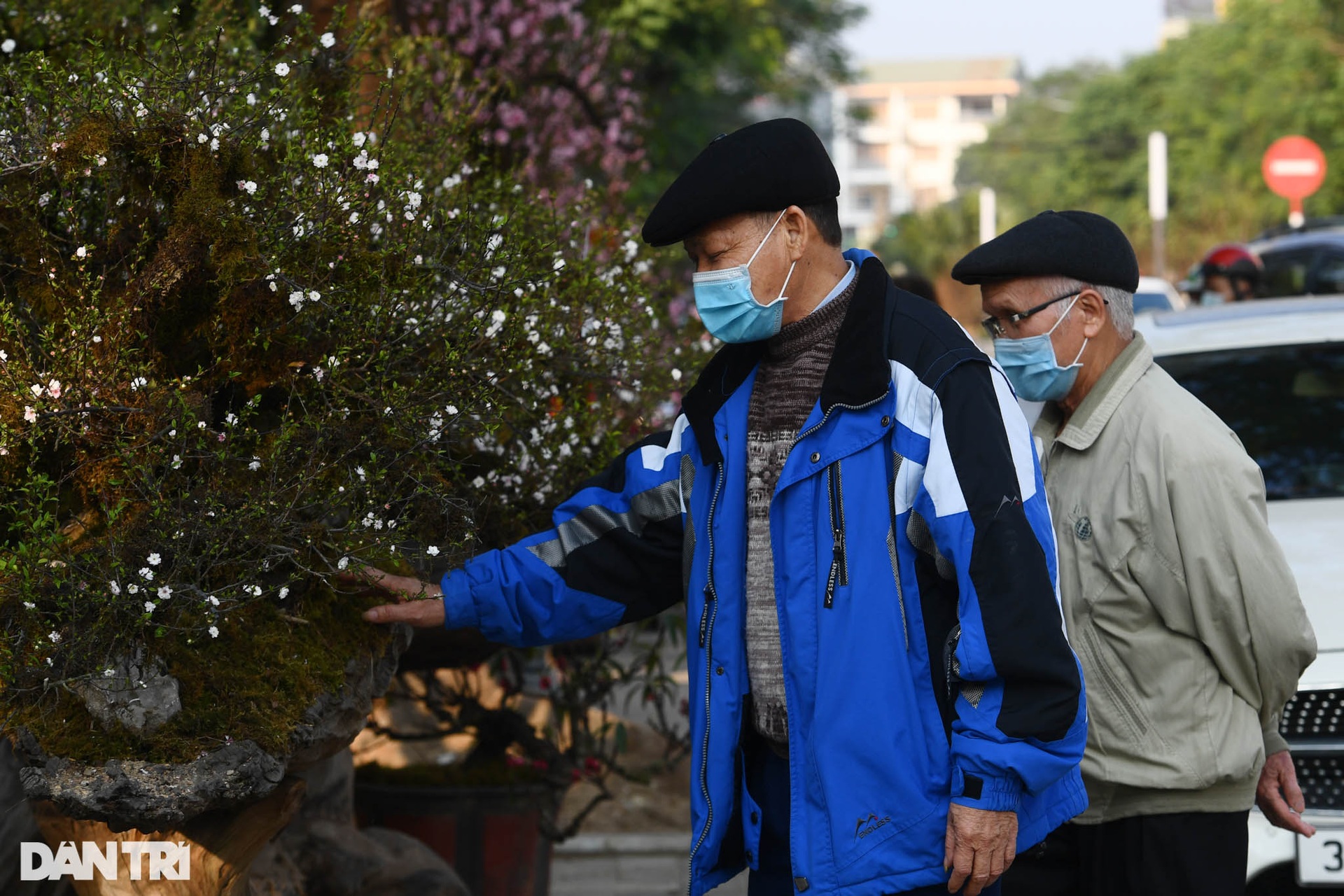 Nhất chi mai 300 triệu đồng bày bán vỉa hè chờ thượng đế rước về chơi Tết - 13