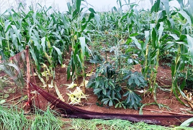 سردرد ناشی از هجوم میمونهای طلایی که محصولات کشاورزی را از بین میبرند - 1 Đau đầu đối phó đàn khỉ vàng đổ quân, phá tan hoang hoa màu - 1