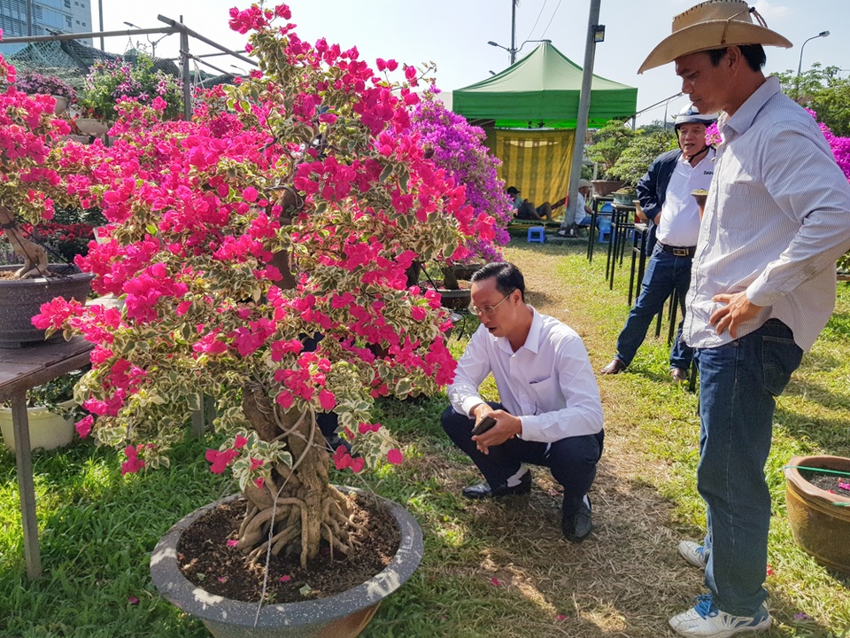 Ngắm những cây hoa giấy “khủng” có giá hàng chục triệu đồng - 6