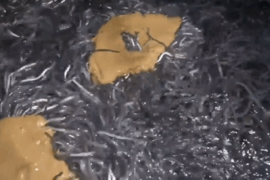 Việt Nam có loài cá đặc sản được coi như "linh dược" của đàn ông