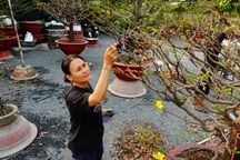 Tất bật ngày Tết, chủ vườn mai thở phào vì hết cảnh "há miệng chờ sung"