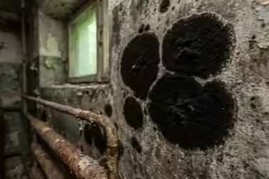 Phát hiện khả năng bí ẩn trong nấm mốc ở vùng thảm họa hạt nhân Chernobyl