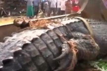 Phát hiện cá sấu quái vật nặng 1 tấn lẩn trốn trong kênh Sri Lanka