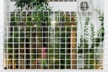 Cặp vợ chồng Thanh Hóa làm "nhà lồng" phủ cây xanh độc lạ