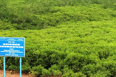 Bỏ 150ha rừng ngập mặn để phát triển khu công nghiệp - dịch vụ