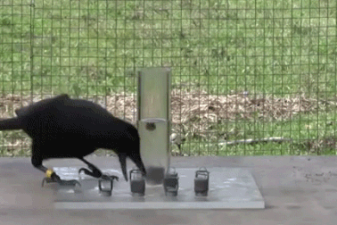 Kinh ngạc về khả năng thông minh của loài quạ