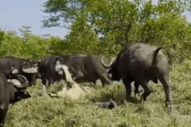 Thế giới động vật: Sư tử già bị đàn trâu rừng bao vây, hành hạ thê thảm