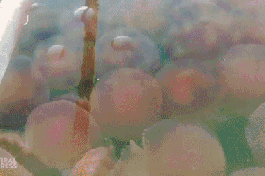 Hàng nghìn con sứa hồng quý hiếm phủ kín bãi biển