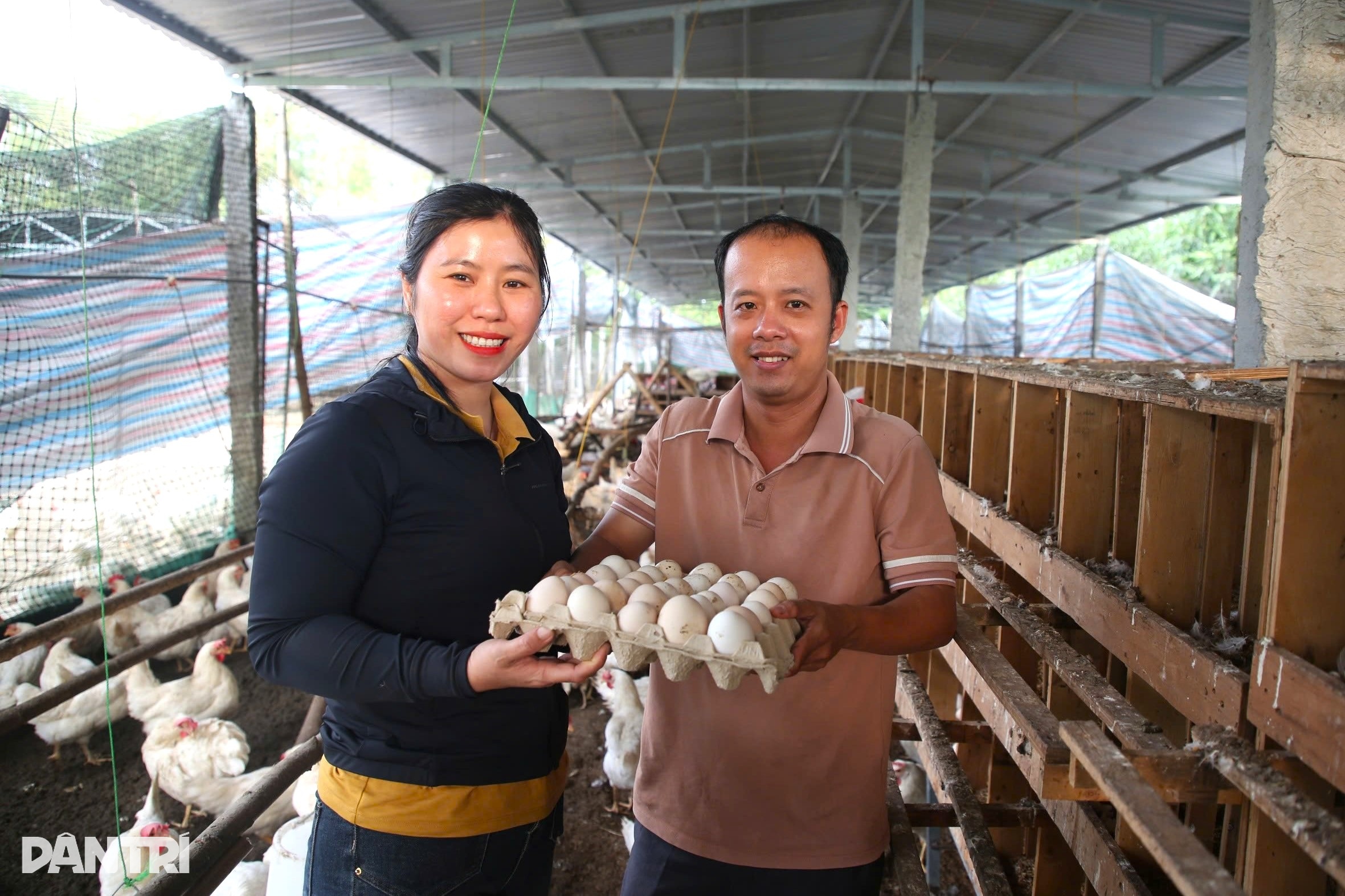 Vợ chồng trẻ 3 lần trắng tay, vực dậy bằng nghề nuôi gà nhân đạo - 1 Vợ chồng trẻ 3 lần trắng tay, vực dậy bằng nghề nuôi gà nhân đạo - 1