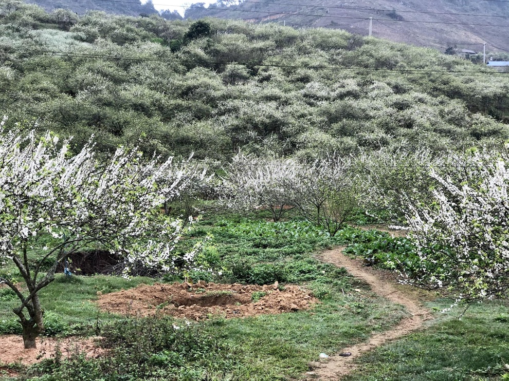 Mắc kẹt ở Mộc Châu do Hà Nội giãn cách, gia đình làm vườn đẹp mê - 2 Mắc kẹt ở Mộc Châu do Hà Nội giãn cách, gia đình làm vườn đẹp mê - 2