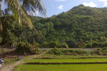 Đi đào “thần dược”, được… xác chết