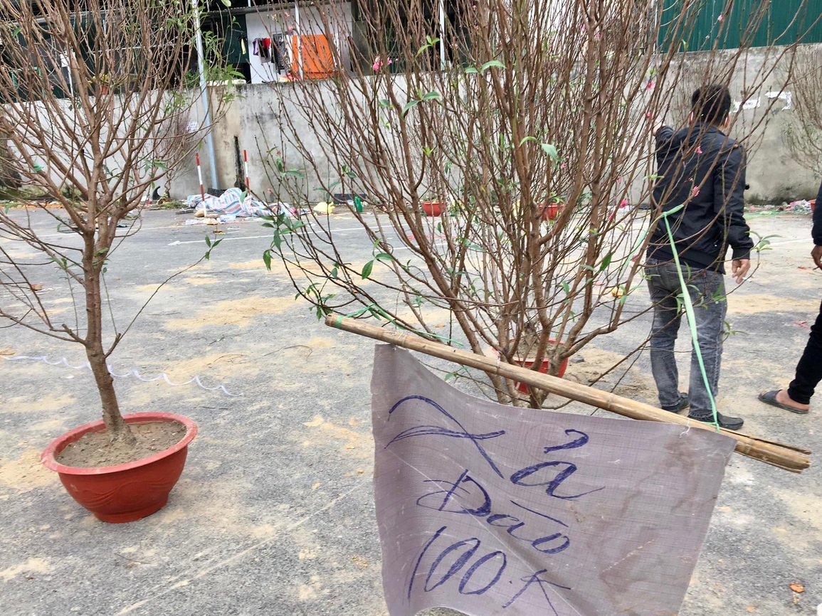 Chợ hoa Xuân cháy lan hồ điệp, đào quất đại hạ giá - 5 Chợ hoa Xuân cháy lan hồ điệp, đào quất đại hạ giá - 5